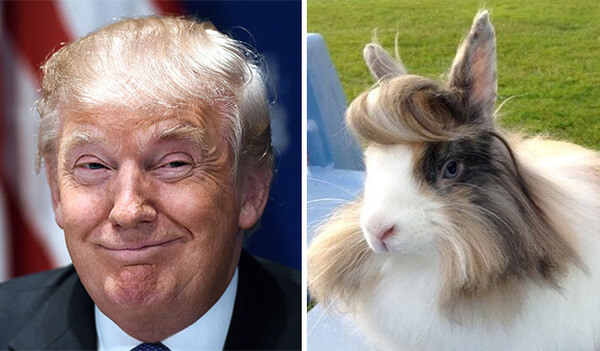 635733733114677967-1771170410_rabbit.jpg