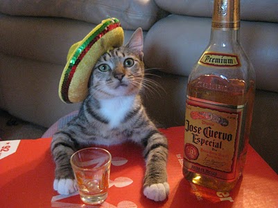 cat.jpg