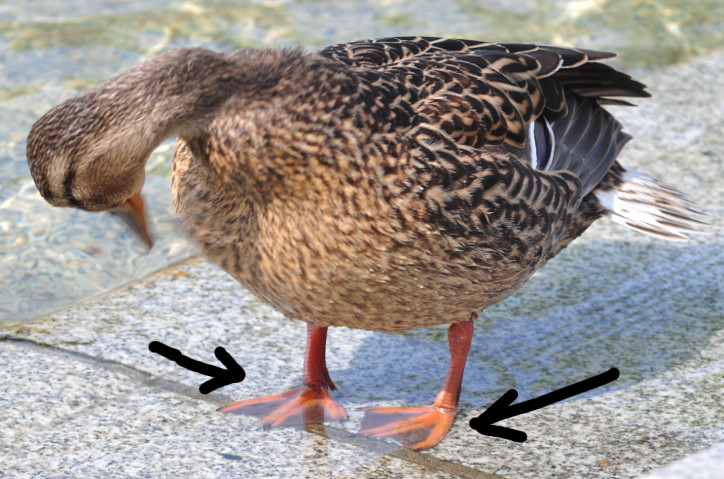 ducks_require_cylindrical_keys.jpg